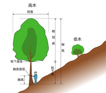 樹冠位置|樹冠